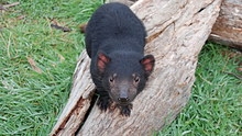 A Tasmanian devil 
