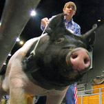 $178,000 Pig in Auction Pays for College