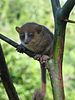 A tiny mouse lemur sits perched on a small branch.